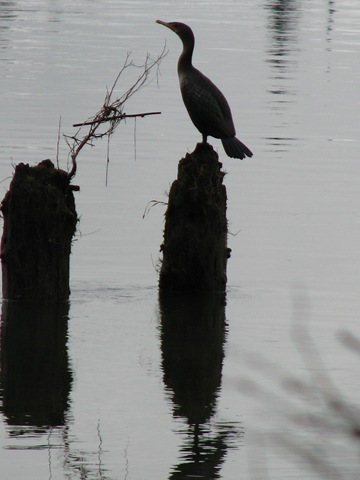 [Wallace Falls008[2].jpg]