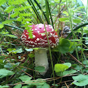 Fly agaric