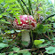 Fly agaric