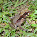 Blackbelly Toad