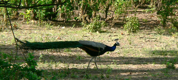 Uttarakhand Trip - April 2008
