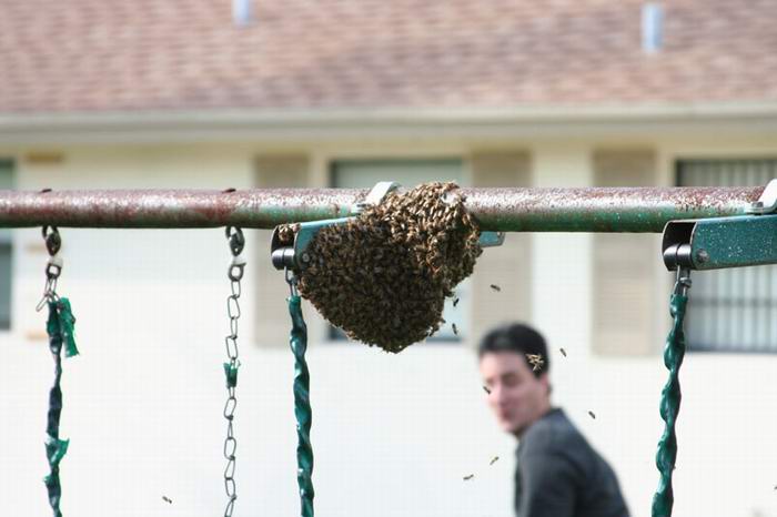 destruction of beehive