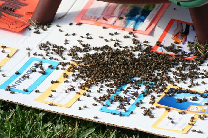 destruction of beehive