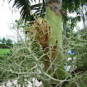 Christmas Palm