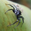 jumping spider