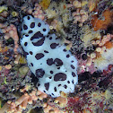 Nudibranch