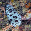 Nudibranch