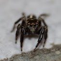 Jumping Spider
