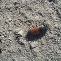 woolly bear
