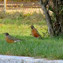 American Robin