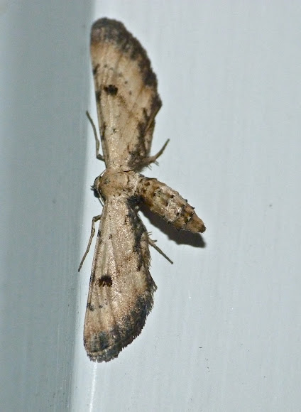 Spotting Image 1