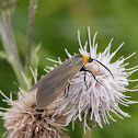 Yellow-collared Scape Moth