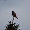 Common Kestrel