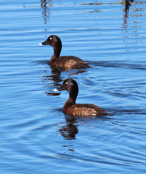 Spotting Image 1