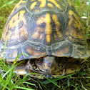 Eastern Box Turtle