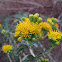 Goldenbush