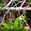 Common Buckeye