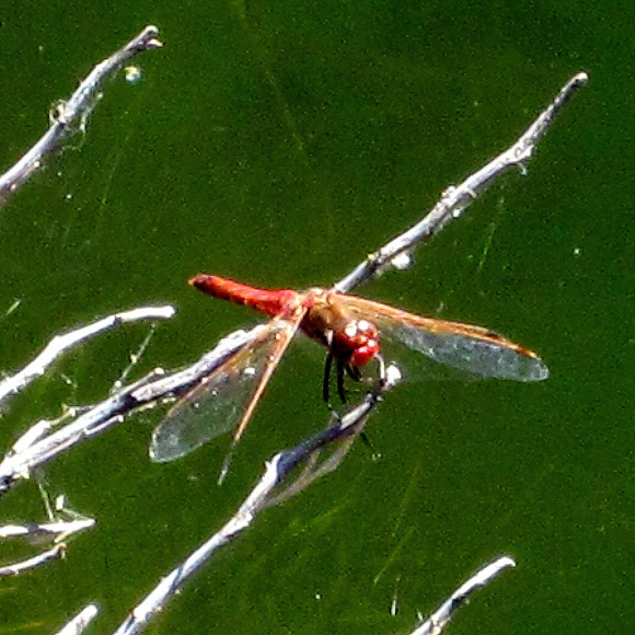 Spotting Image 1