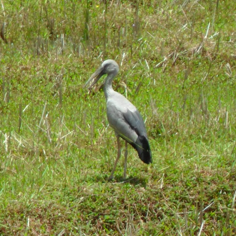 Asian Openbill