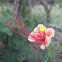 Peacock Flower