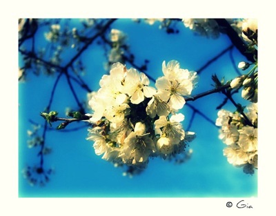 Cherry_Blossom__2nd_time_by_Gia9