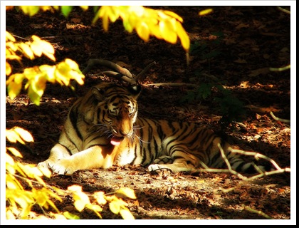 ZOO (10)