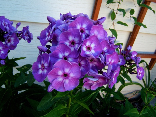 [2008_0715image0005[5].jpg]