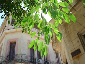 Havana