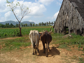 Vinales