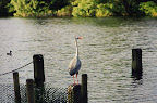 London, Hyde Park