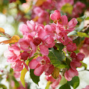 Weigela