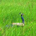 Peacock