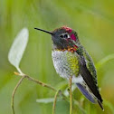Anna's hummingbird