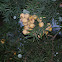 Juniper berries