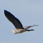 Grey Heron; Garza Real