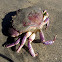 Red Rock Crab