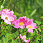 Multiflora Rose