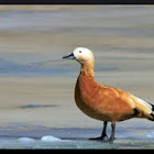 ruddy shelduck