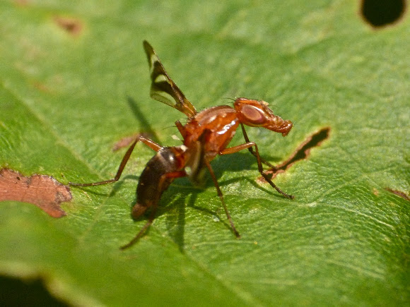Spotting Image 1