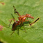 Picture-winged fly
