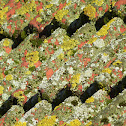 various lichens