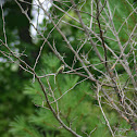 Ruby-throated Hummingbird