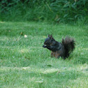 Eastern gray squirrel
