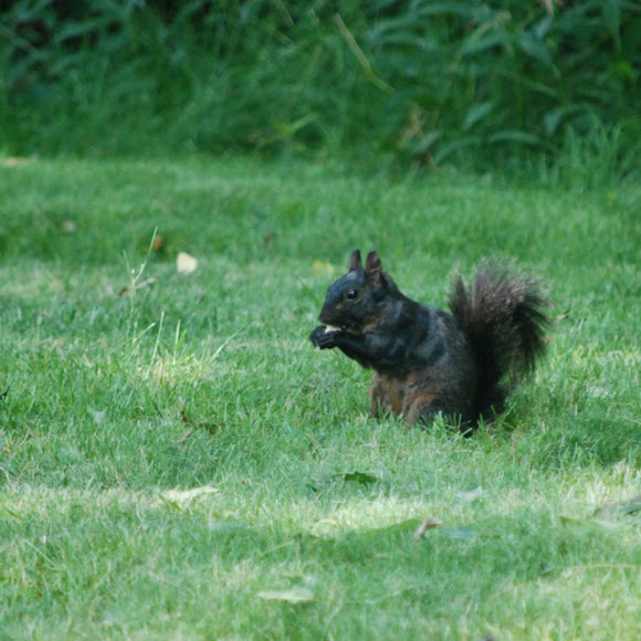 Spotting Image 1