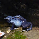 Blue Poison Dart Frog