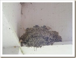 barn swallow nest with babies