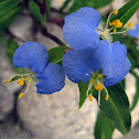 Dayflower
