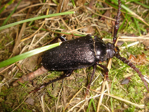 Spotting Image 1