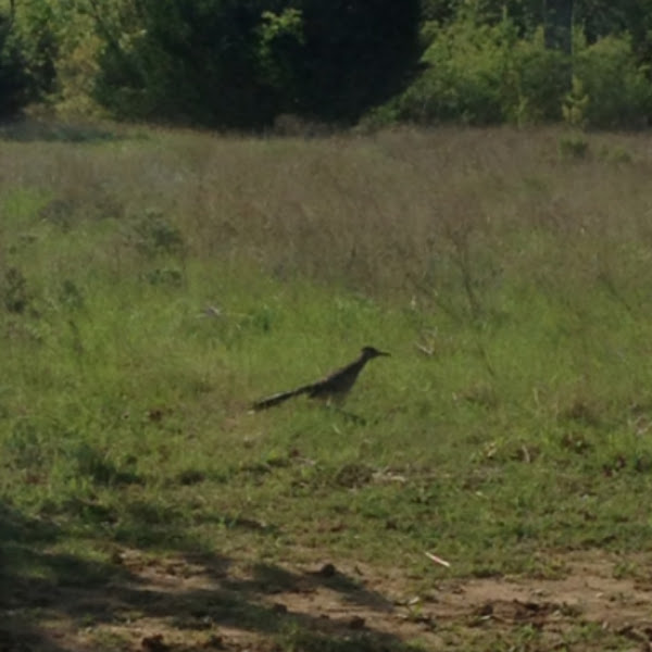 roadrunner Project Noah