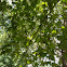 Sweetgum
